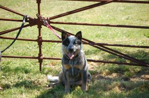 Sunnyacres Soul Mate
   6 months old.